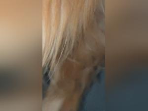 Obsessions Canines : Handjobs Bruts et Incontrôlables