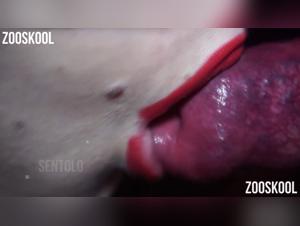 Zoophilie indécente : Yasmin Red sous le contrôle d'un chien sauvage