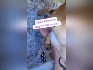 Délices Bestiaux: La Décision Ultime en Vidéo