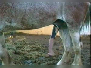 Blowjob Animal Brut: Chien dévore une Salope