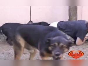 Délices Animaux : Vidéos Sexe Hardcore