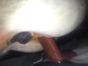 Horse Fucks the Whore: Hardcore Animal Orgies