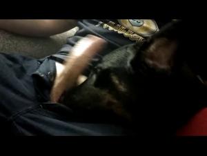 Domination canine : La fureur bestiale se déchaîne
