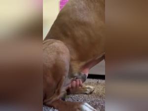 Désir Canin : Obsessions et Soumission
