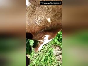 Débridage Animal: Des Instants de Pure Désir Bestial