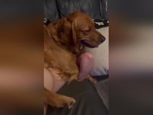 Chatte enserrée, Retriever coincé dans le trou d'une salope affamée