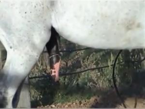 Désir Sauvage : Domination Féminine par un Cheval