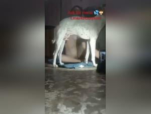 Maîtrise canine : l'art de la fellation avec ton toutou