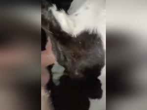 Désir Sauvage : La Chèvre Féroce et Son Complice Canin