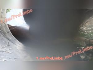 Mia, victime irrésistible d'un chien déjanté