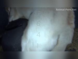 Animalité exacerbée : L'apogée du désir canin