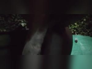 Déchaînement animal : une femme au cœur du plaisir canin sauvage