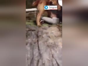 Désir Animal: Une étudiante asiatique explore son plaisir bestiale à l'école
