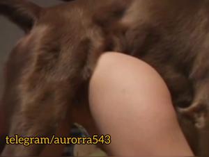 Zoophilie sauvage : le chien prend le contrôle