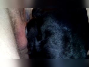 BWC Animal:  Creampies Chaotiques avec un Chien Fougueux
