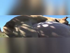 Zoophilie Brutal:  Une Rencontre Sauvage