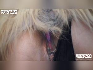 Zoophilie Hardcore : Le Chien Dévore Alexa