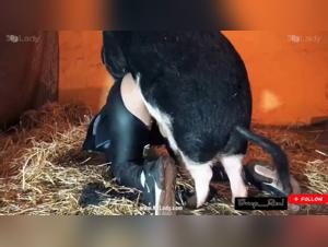 Connexion Sauvage: Selena et la Bestiale Baise avec une Vache