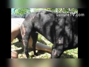 Explorez l'Extreme :  Gay Dog Sex Vidéos Inoubliables