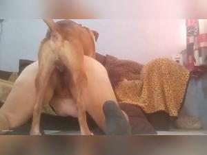 L'addiction canine : Débauche et soumission sans limites
