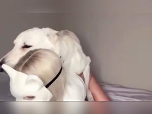 Compte à rebours : Putain baise son chien devant la webcam, partie 3 INTENSE