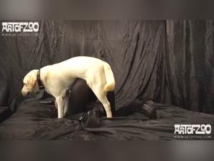 L'animalité au cœur de la pulsion