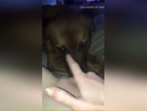 Grosse léchouille canine sur une minette dévêtu