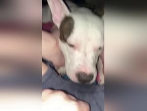 Zoophilie Brutale: Une Fille Se Démêle avec Son Chien