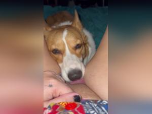 Licking Décadente: La Joie d'une Liaison Animale