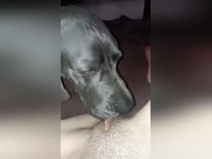 Délices Bestiaux : L'Animalité Indomptable