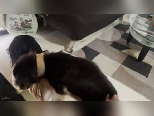 Défoncement Canin : Salope sodomisée en partie 4