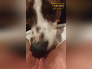 Lèche Bestial: Un Chien Exploite une Femme