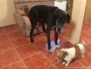 Un câlin canin sauvage - elle aime son léchage en pleine nature