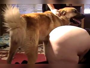 Obscène Délice : Salopes et Chiens dans une Danse Sexuelle