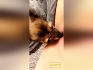 Délice Canine : Femmes Foules par l'Animal