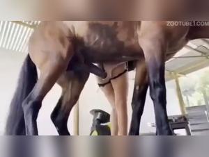 Fougue équine : chatte explosée par son destrier puissant