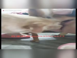 Hardcore Animaux: La Débauche Canine
