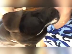 Domination Canine: Un Baiser Dévastateur et une Baise Sauvage