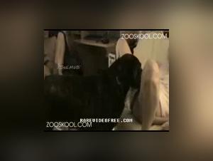 Chien défonce la fille