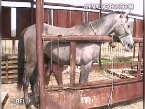 Débauche Chevaline:  Domination brute et sperme fouettant