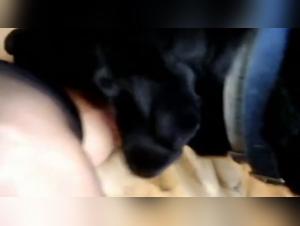 Expressions Brutales : Chien Lèche une Salope Dévouée