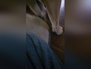 Cum Dog, Grosses Femmes, Débauche Extreme