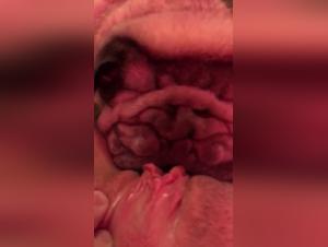 Délires Canins: Baise Sauvage avec Chien