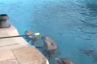 Fougue marine : Dauphins défouler leur libido sur plongeurs