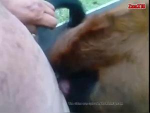 Domination bestiale : Vache et la femme réduite à soumission