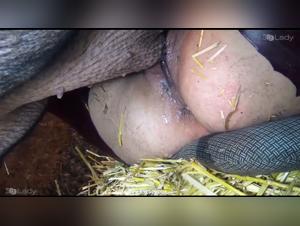Sadistes porcinos : Déchaînement animal
