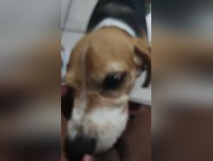 Gros c*lit brésilien, favori canin