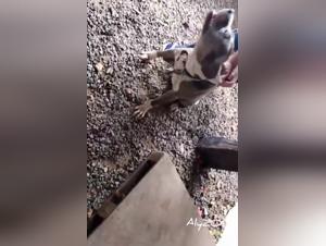 premiere tentative avec chien