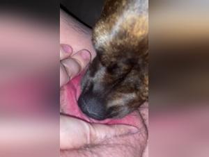 Désir Brutal: Domination Canine et Baisers Sauvages