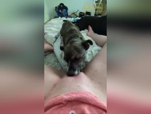 Délices Animaux : Obsession Bestiale en Video